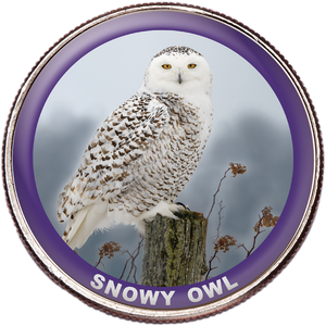 Snowy Owl Colorized Kennedy Half Dollar Main Image