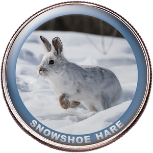 Snowshoe Hare Colorized Kennedy Half Dollar Main Image