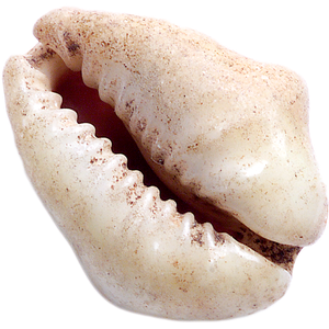 Cowry Shell Main Image