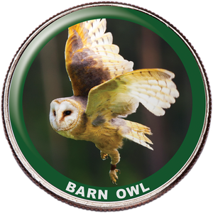 Barn Owl Colorized Kennedy Half Dollar Main Image