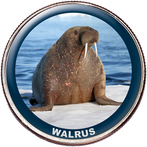 Walrus Colorized Kennedy Half Dollar Main Image