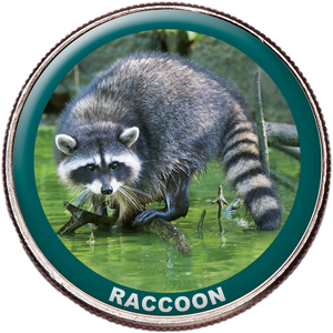 Raccoon Colorized Kennedy Half Dollar Main Image