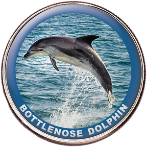 Bottlenose Dolphin Colorized Kennedy Half Dollar Main Image