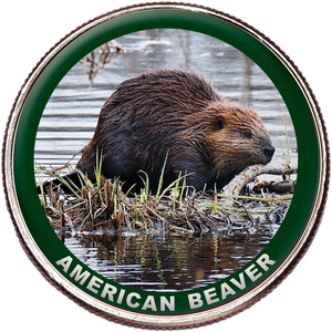 American Beaver Colorized Kennedy Half Dollar Main Image