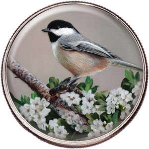 50 State Birds & Flowers - Massachusetts Main Image