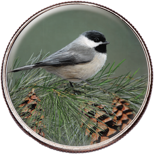50 State Birds & Flowers - Maine Main Image