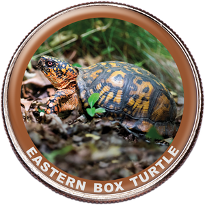 Box Turtle Colorized Kennedy Half Dollar Main Image