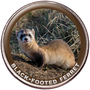 Black-Footed Ferret Colorized Kennedy Half Dollar Main Image