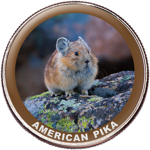 American Pika Colorized Kennedy Half Dollar Main Image