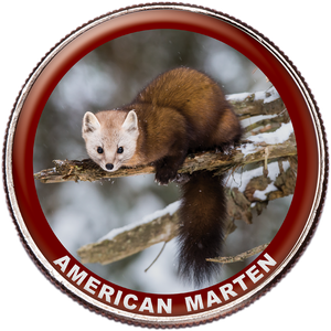 American Marten Colorized Kennedy Half Dollar Main Image