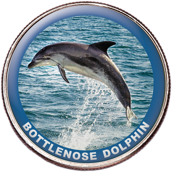 Bottlenose Dolphin Colorized Kennedy Half Dollar | Littleton Coin