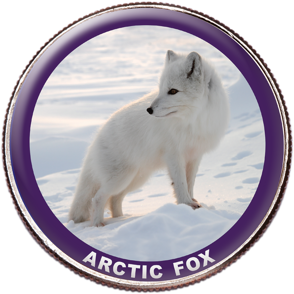 Arctic Fox Colorized Kennedy Half Dollar | Littleton Coin