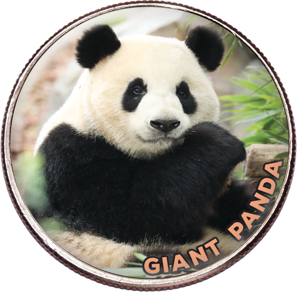 J&K animals ぱんだ Colorized Kennedy Half Dollar Giant Panda | Littleton Coin
